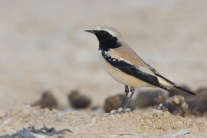 Framed Print : Desert Wheatear