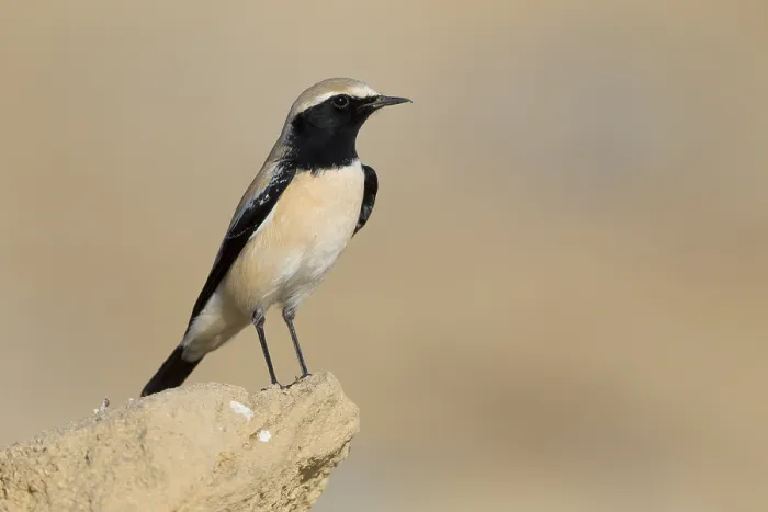 Framed Print : Desert Wheatear