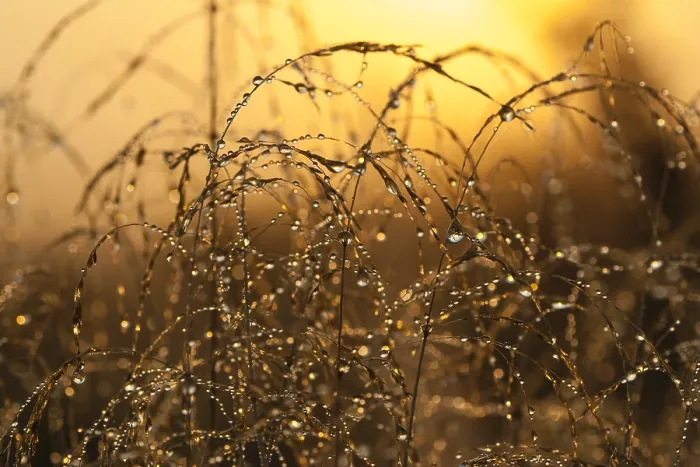 Framed Print : Dew-covered grass Framed Print : Dew-covered grass