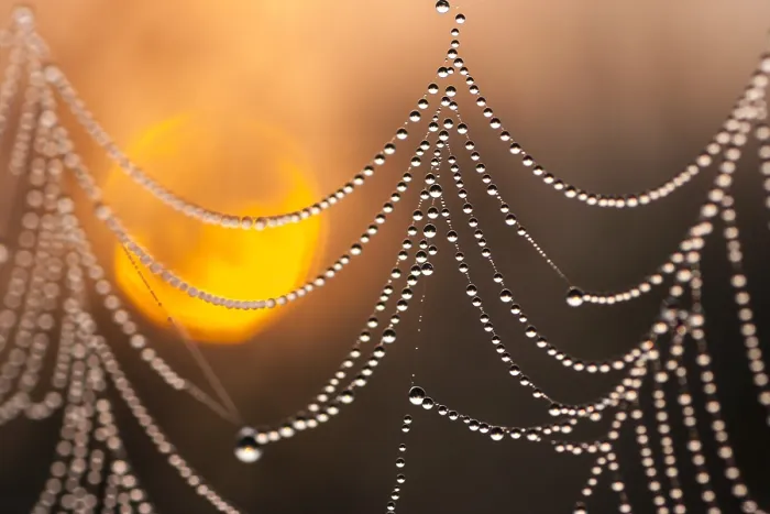 Framed Print : Dew-covered spiderweb Framed Print : Dew-covered spiderweb