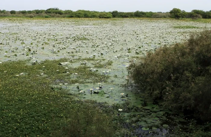 Framed Print : Djoudj NP. In the Djoudj NP in Senegal there are a lot of shallow ponds