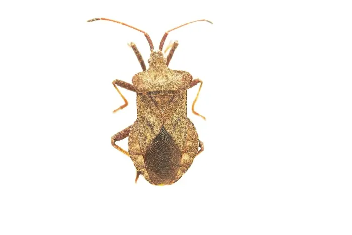Framed Print : Dock Bug, Coreus marginatus
