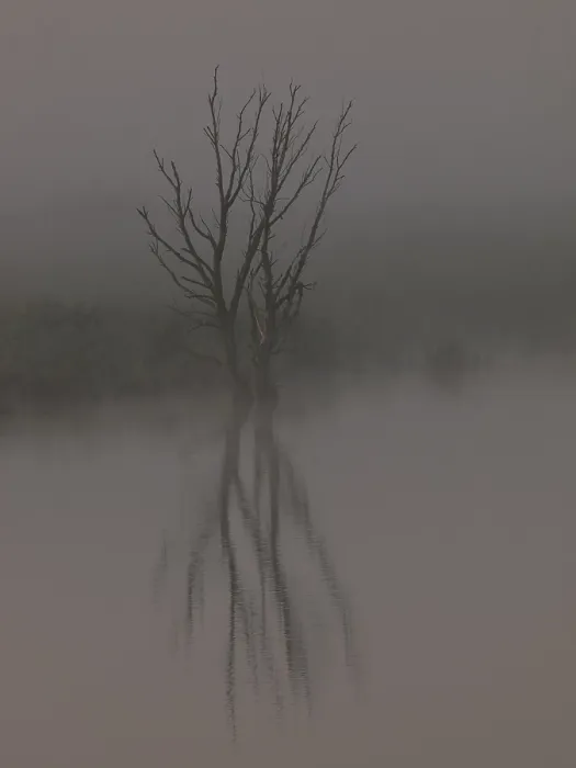 Framed Print : Dode Boom; Dead Tree