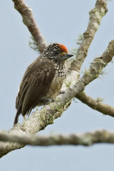 Framed Print : D'Orbigny's Dwergspecht, Ocellated Piculet, Picumnus dorbignyanu