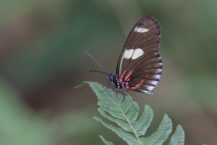 Framed Print : Doris Longwing (Heliconius doris)