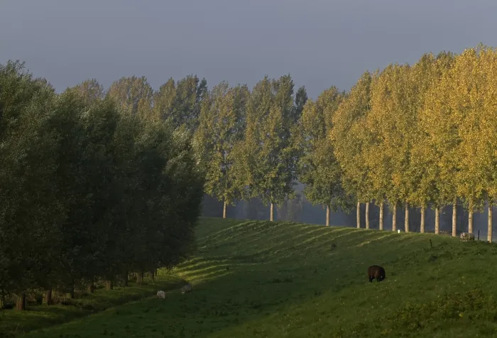 Framed Print : Dortse Biesbosch