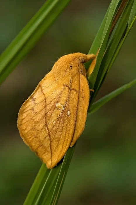 Framed Print : Drinker moth, Rietvink, Euthrix potatoria