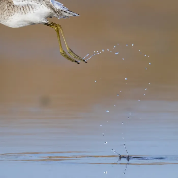 Framed Print : Droplets, drop of waters left by a Wood Sandpiper at take off Framed Print : Droplets, drop of waters left by a Wood Sandpiper at take off