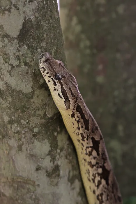 Framed Print : Dumeril's Boa, Acrantophis dumerili
