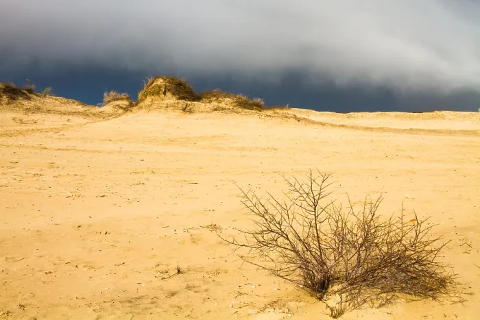 Framed Print : Dunes, Coepelduyn