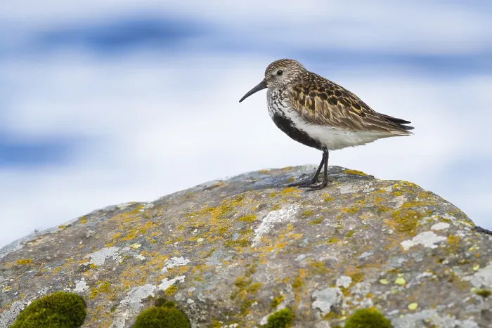 Framed Print : Dunlin (Calidris alpina), adult standing on a rock