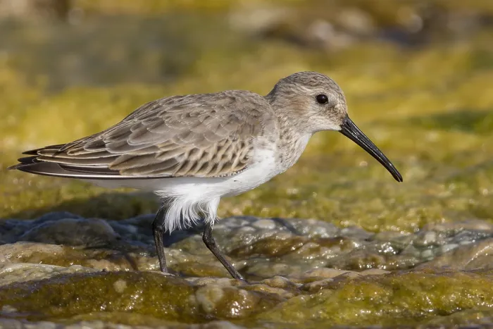 Framed Print : Dunlin (Calidris alpina), standing in a marsh, Qurayyat, Muscat Governorate, Oman