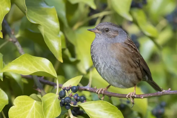 Framed Print : Dunnock (Prunella modularis), adult perched on a twig