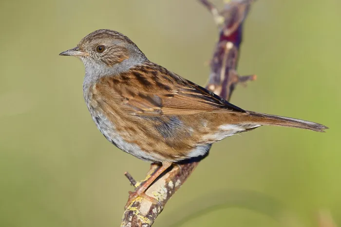 Framed Print : Dunnock (Prunella modularis), adult perched on a branch