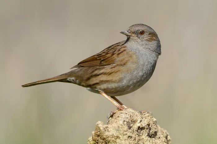 Framed Print : Dunnock, Adult perched on a stone, Campania, Italy (Prunella modularis)