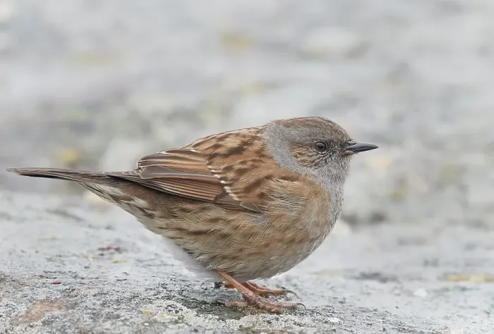 Framed Print : Dunnock, Prunella modularis