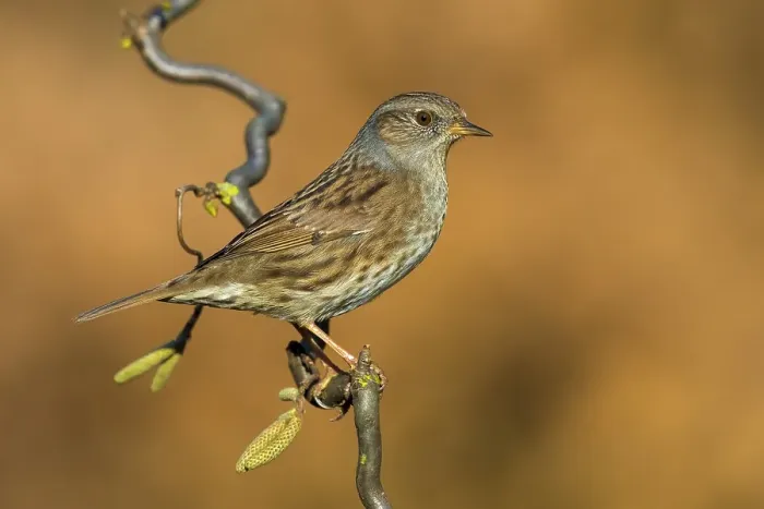 Framed Print : Dunnock, Prunella modularis