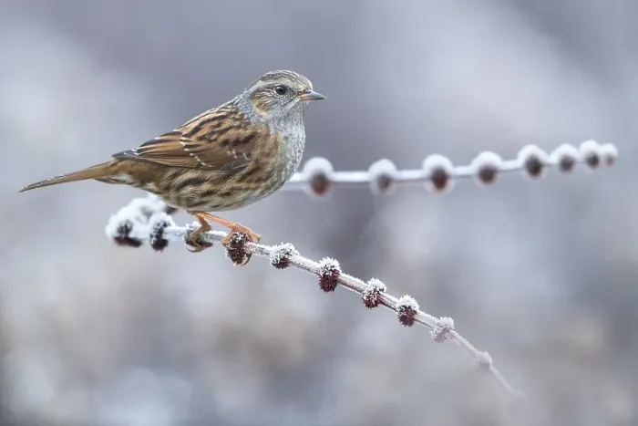 Framed Print : Dunnock, Prunella modularis