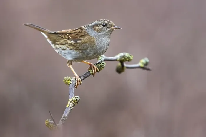 Framed Print : Dunnock, Prunella modularis