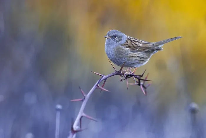 Framed Print : Dunnock, Prunella modularis