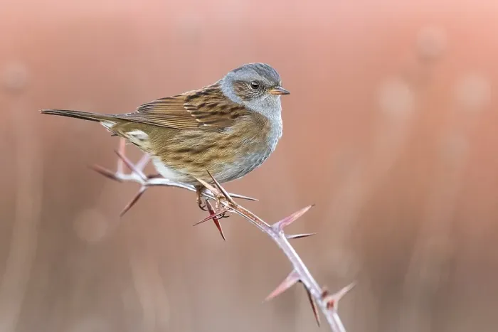 Framed Print : Dunnock, Prunella modularis Framed Print : Dunnock, Prunella modularis