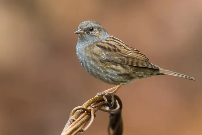 Framed Print : Dunnock, Prunella modularis
