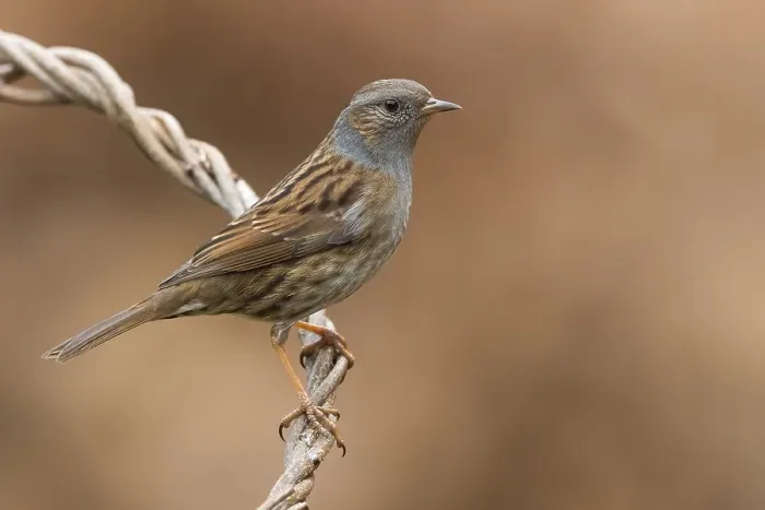 Framed Print : Dunnock, Prunella modularis