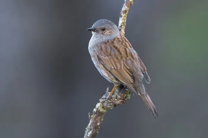 Framed Print : Dunnock, Prunella modularis