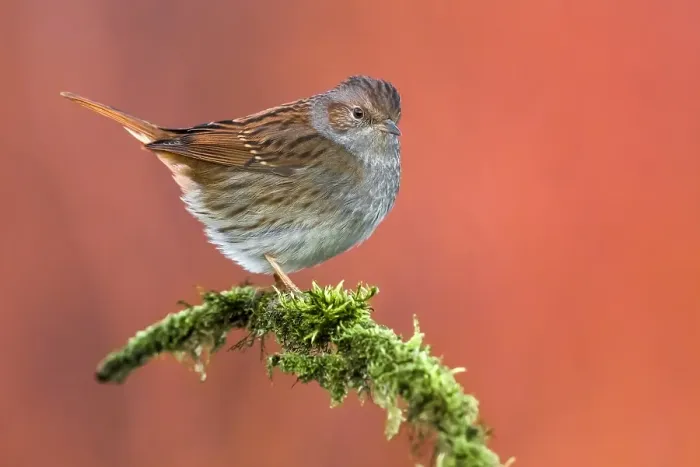 Framed Print : Dunnock, Prunella modularis