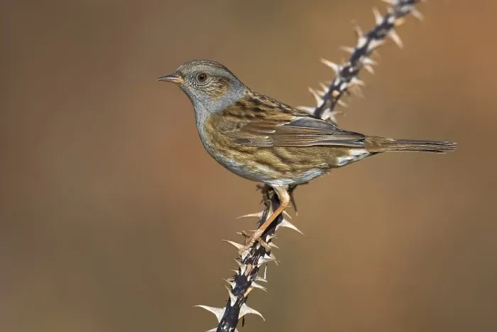 Framed Print : Dunnock, Prunella modularis