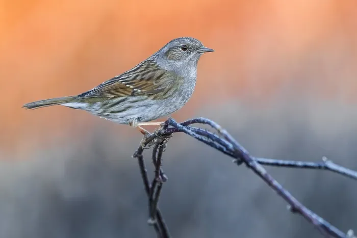 Framed Print : Dunnock, Prunella modularis Framed Print : Dunnock, Prunella modularis