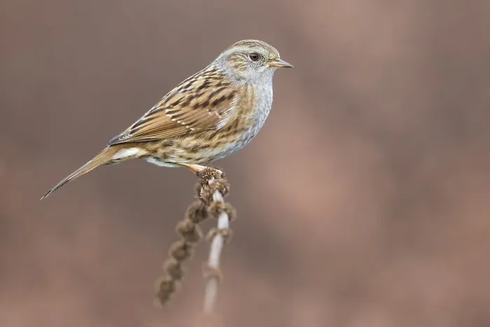 Framed Print : Dunnock, Prunella modularis