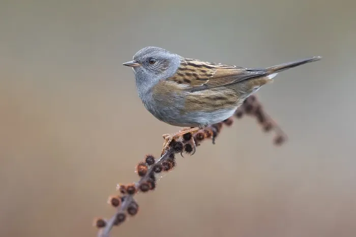 Framed Print : Dunnock, Prunella modularis
