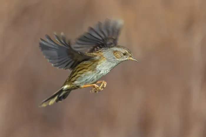 Framed Print : Dunnock, Prunella modularis