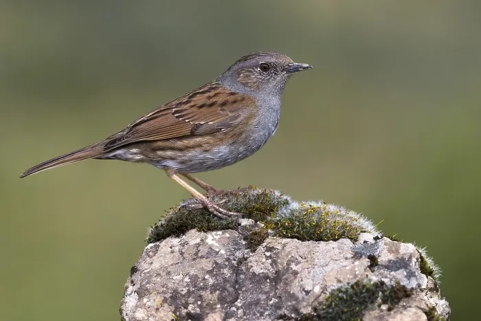 Framed Print : Dunnock, Prunella modularis