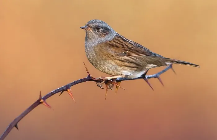 Framed Print : Dunnock, Prunella modularis