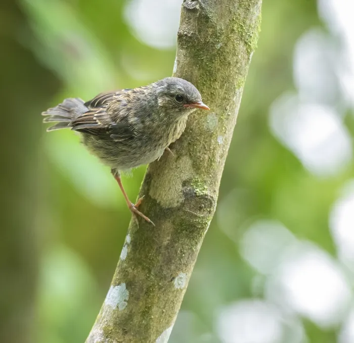 Framed Print : Dunnock, Prunella modularis