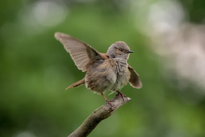 Framed Print : Dunnock, Prunella modularis