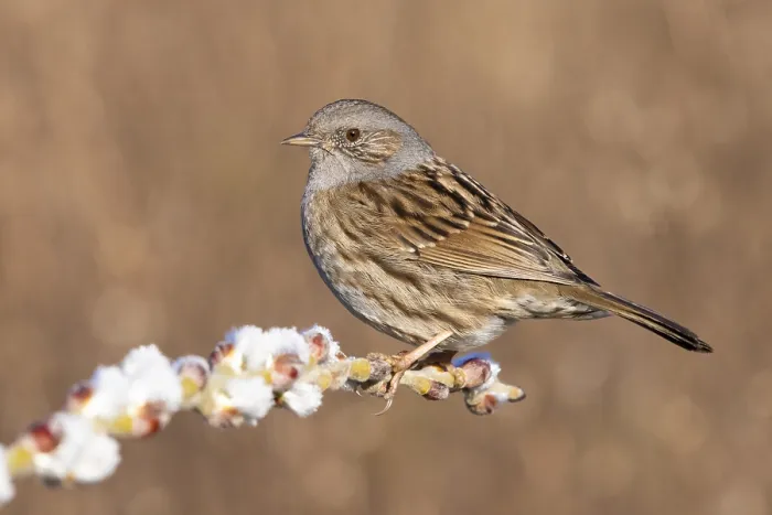 Framed Print : Dunnock, Prunella modularis