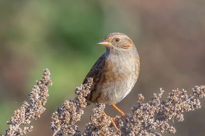 Framed Print : Dunnock, Prunella modularis