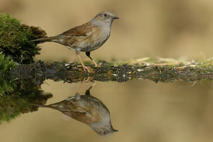 Framed Print : Dunnock, Prunella modularis modularis Framed Print : Dunnock, Prunella modularis modularis