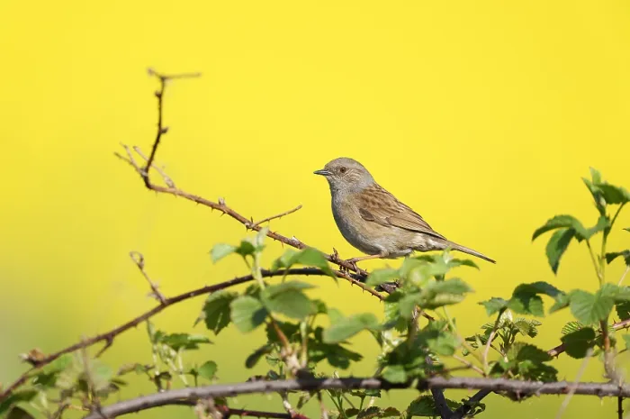 Framed Print : Dunnock;Prunella modularis
