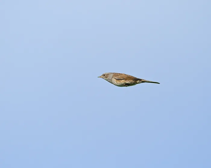 Framed Print : Dunnock;Prunella modularis