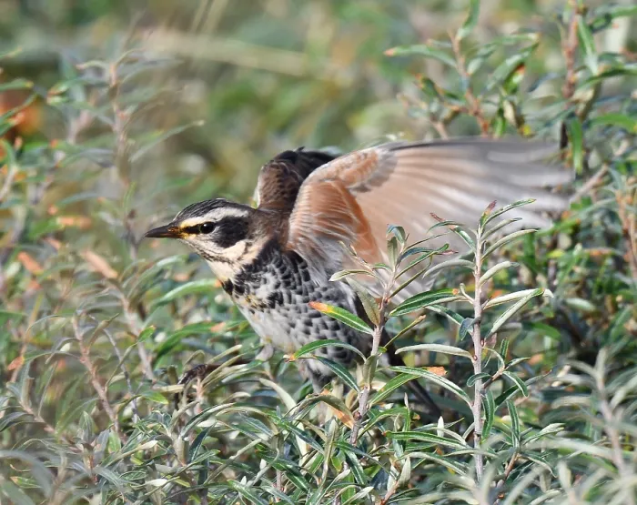 Framed Print : Dusky Thrush, Turdus eunomus