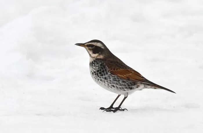 Framed Print : Dusky Thrush, Turdus eunomus
