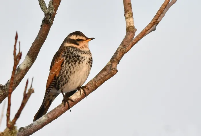 Framed Print : Dusky Thrush, Turdus eunomus
