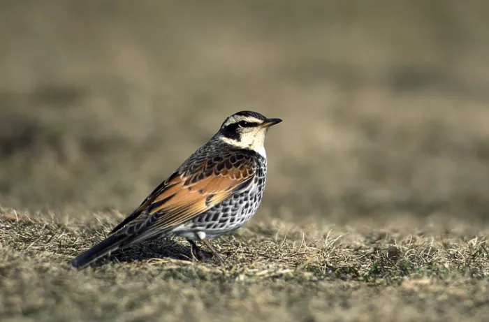 Framed Print : Dusky Thrush, Turdus eunomus