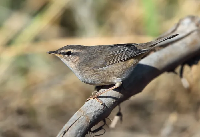 Framed Print : Dusky Warbler, Phylloscopus fuscatus