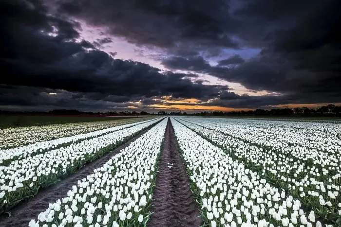 Framed Print : Dutch tulip fields