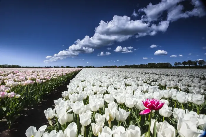 Framed Print : Dutch tulip fields